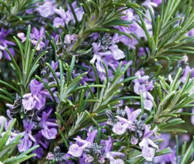 Rosemary